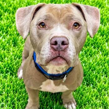 Major -  Pit Bull Terrier Dog for Adoption in Battle Creek, Michigan - Major | PetCurious