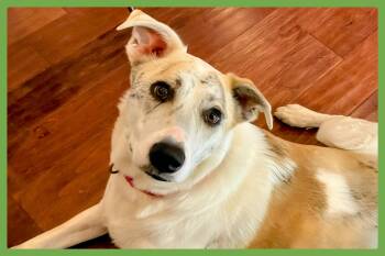 Rescue Border Collie and Labrador Retriever Dogs for Adoption in Amherst, Massachusetts - Trixie | PetCurious