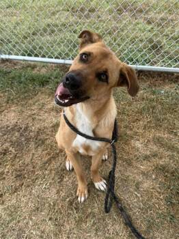 Rescue German Shepherd Dog and Mixed Breed Dogs for Adoption in Louisville, Kentucky - HEARTTHROB | PetCurious