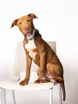 Rescue Pit Bull Terrier and Mixed Breed Dogs for Adoption in Atlanta, Georgia - Terry Cloth | PetCurious