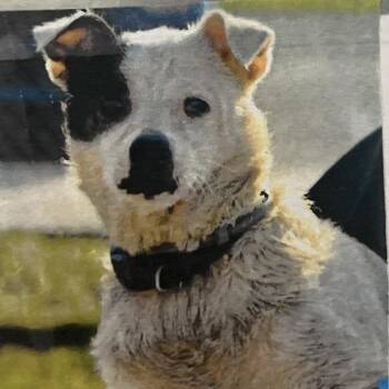 Pumby -  Mixed Breed Dog for Adoption in West Palm Beach, Florida - Pumby | PetCurious
