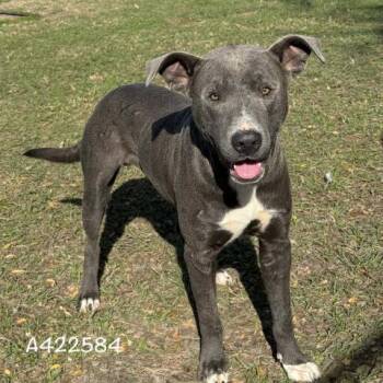 EMMETT -  Pit Bull Terrier Dog for Adoption in Conroe, Texas - EMMETT | PetCurious