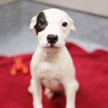 Lillia -  Pit Bull Terrier and Mixed Breed Dog for Adoption in Atlanta, Georgia - Lillia | PetCurious