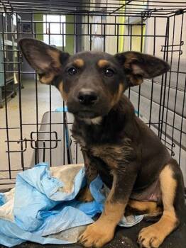 Rescue German Shepherd Dog and Mixed Breed Dogs for Adoption in Rancho Cucamonga, California - UNKNOWN | PetCurious