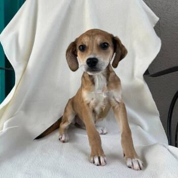 Rescue Black Mouth Cur and Rhodesian Ridgeback Dogs for Adoption in Carencro, Louisiana - Cranbebe | PetCurious