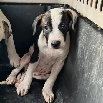 Rescue Mixed Breed Dogs for Adoption in Dickinson, Texas - Fluffendor | PetCurious