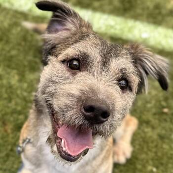 Terrier and Mixed Breed Dogs Available for Adoption in Pleasanton, California - Alvin - ECAS | PetCurious