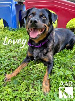 Corgi and Rottweiler Dogs Available for Adoption in Magnolia, Texas - Lovey | PetCurious