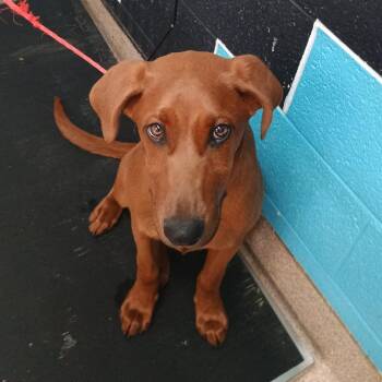Redbone Coonhound Dogs Available for Adoption - Adren | PetCurious