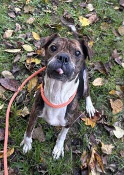 Rescue Shar Pei and Beagle Dogs for Adoption in New Albany, Indiana - Jupiter | PetCurious