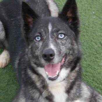 Husky Dogs Available for Adoption in Richmond Hill, Ontario - Mica (Bonded With Dominic) | PetCurious