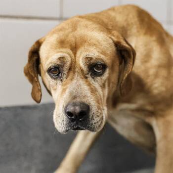 Labrador Retriever Dogs Available for Adoption - TIFFANY | PetCurious