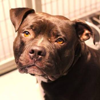 26-01457 -  Pit Bull Terrier Dog for Adoption in Fredericksburg, Virginia - 26-01457 | PetCurious