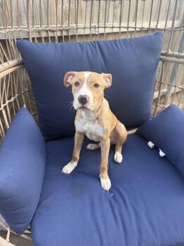 American Staffordshire Terrier and Pit Bull Terrier Dogs Available for Adoption in Choctaw, Oklahoma - Dorian | PetCurious