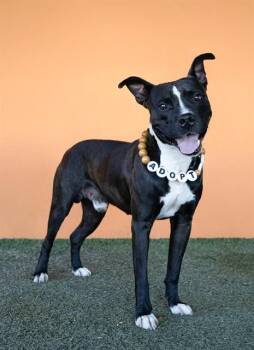 TYSON -  American Bulldog Dog for Adoption in Doral, Florida - TYSON | PetCurious