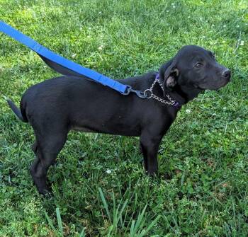 Hound and Labrador Retriever Dogs Available for Adoption in Milner, Georgia - Sox | PetCurious