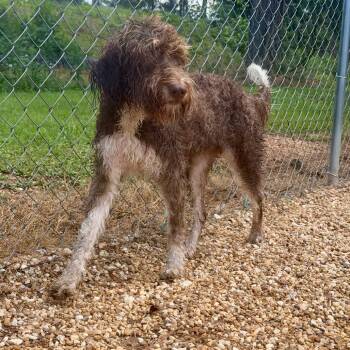 Piper -  Poodle and Mixed Breed Dog for Adoption in Opelika, Alabama - Piper | PetCurious