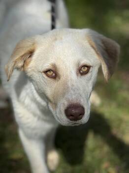 Great Pyrenees and Labrador Retriever Dogs Available for Adoption - Tilly | PetCurious