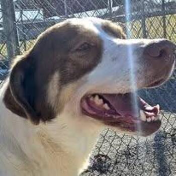 Mixed Breed Dogs Available for Adoption in Bentonville, Arkansas - Cubone | PetCurious
