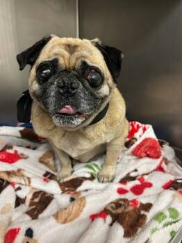 Rescue Pug Dogs for Adoption in Bryan, Texas - New Pug 2 | PetCurious