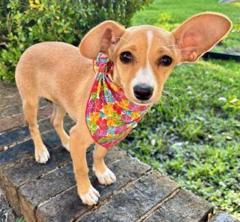 Chihuahua and Terrier Dogs Available for Adoption - Little BROOKLYN - Chihuahua Sweetie! | PetCurious