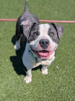 Pit Bull Terrier Dogs Available for Adoption in Cleveland, Ohio - Cedric | PetCurious