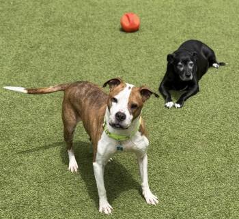 Hardy -  Pit Bull Terrier Dog Available for Adoption in Sandy Springs, Georgia - Hardy | PetCurious