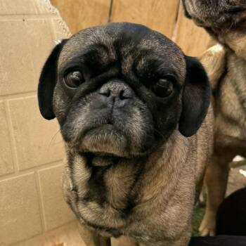 French Bulldog Dogs Available for Adoption in Los Angeles, California - Fiona | PetCurious