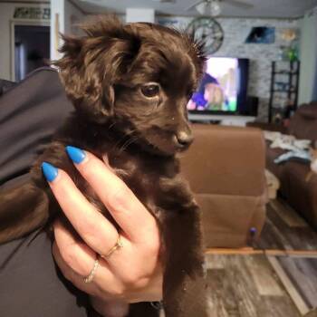 Poodle and Chihuahua Dogs Available for Adoption in Loves Park, Illinois - Bluey | PetCurious