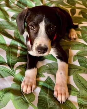 Sebastian -  Pit Bull Terrier Dog for Adoption in Glocester, Rhode Island - Sebastian | PetCurious