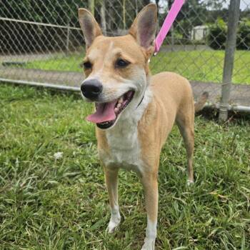 Uma -  Mixed Breed Dog for Adoption in Englewood, Florida - Uma | PetCurious