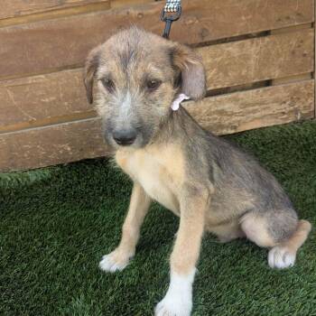 Charlotte -  Terrier Dog for Adoption in San Diego, California - Charlotte | PetCurious