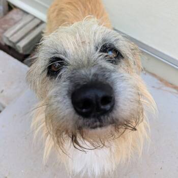 Rescue Cairn Terrier Dogs for Adoption in Houston, Texas - Spy | PetCurious