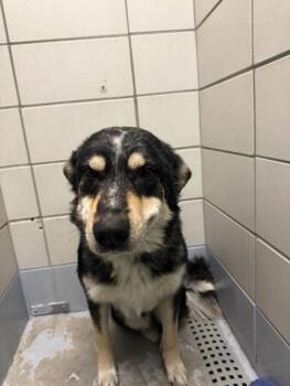 Anatolian Shepherd and Mixed Breed Dogs Available for Adoption - ZAC | PetCurious