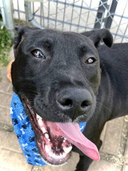 Rescue Labrador Retriever and Pit Bull Terrier Dogs for Adoption in Estherville, Iowa - Tucker | PetCurious