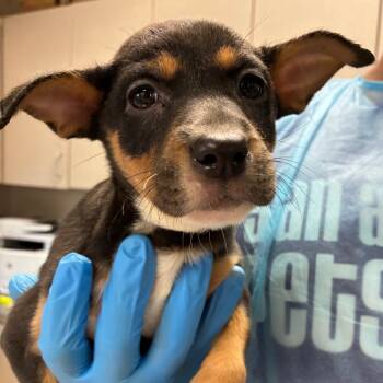 Rescue Shepherd Dogs for Adoption in San Antonio, Texas - Daisy | PetCurious