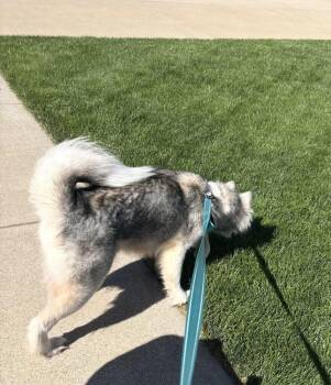 Husky Dogs Available for Adoption in South Bend, Indiana - Sunny | PetCurious