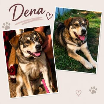 Dena (foster to adopt) -  Husky and Labrador Retriever Dog for Adoption - Dena (foster To Adopt) | PetCurious