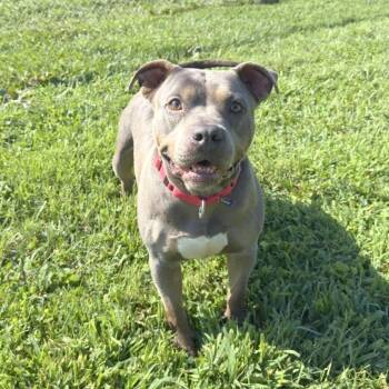 Gidget -  Mixed Breed Dog for Adoption in Hendersonville, North Carolina - Gidget | PetCurious