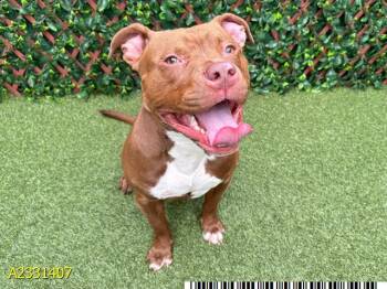 Mixed Breed Dogs Available for Adoption in West Palm Beach, Florida - CHILI CON CARNE | PetCurious