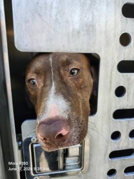 CAMBUR -  American Staffordshire Terrier Dog for Adoption in San Antonio, Texas - CAMBUR | PetCurious