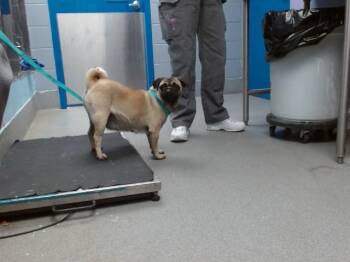Pug and Mixed Breed Dogs Available for Adoption in Albuquerque, New Mexico - SARAI | PetCurious