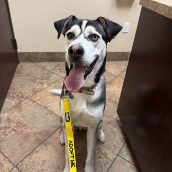 Hank -  Husky Dog for Adoption in Lucas, Texas - Hank | PetCurious