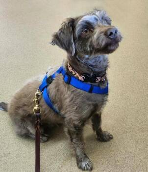 Shih Tzu and Poodle Dogs Available for Adoption in Plover, Wisconsin - Asher | PetCurious
