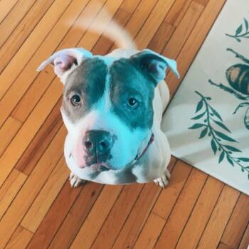 Rescue American Staffordshire Terrier Dogs for Adoption in Tomah, Wisconsin - Penelope | PetCurious