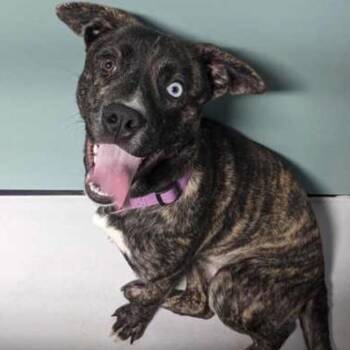 Shepherd and Mixed Breed Dogs Available for Adoption in Parker, Colorado - 467 (2026) Sierra | PetCurious