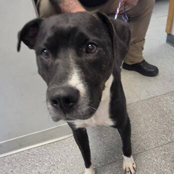 Mixed Breed Dogs Available for Adoption in Watertown, New York - Dottie | PetCurious