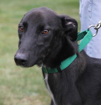 Rescue Lurcher and Greyhound Dogs for Adoption in Hayward, Wisconsin - Magic | PetCurious