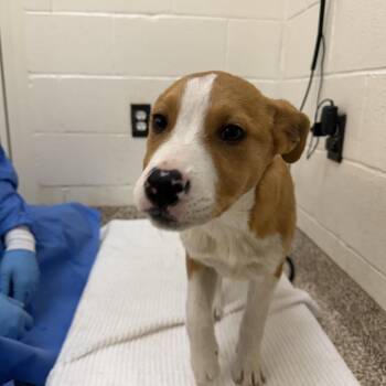 Mixed Breed Dogs Available for Adoption - Diamond | PetCurious