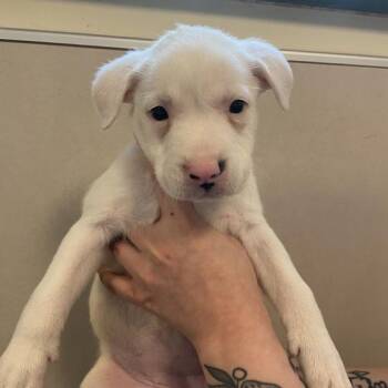 Holstein -  Mixed Breed Dog for Adoption in Chicago, Illinois - Holstein | PetCurious
